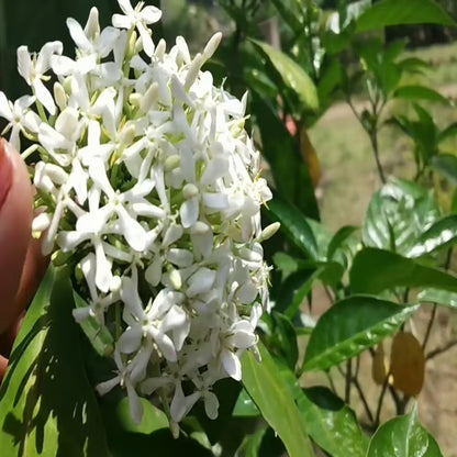White Colour Ixora Rukmini Rangan Flower Shrubs Plant (1.5-3 Feet Height)
