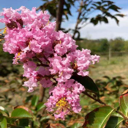 Pink Colour Furush Flower Plant (1-2 Feet Height)