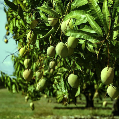 Goa Mankurad Variety Grafted Aam Fruit Plant