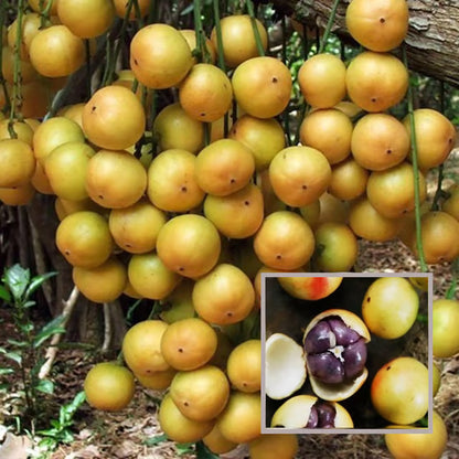 Lotkon Kafai Mooti Fruit Plant (1.5-3 Feet Height)