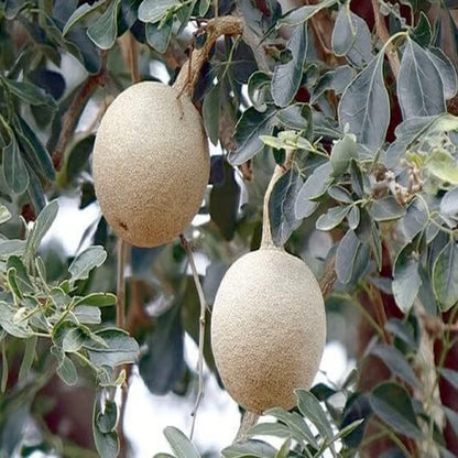 Thai Wood Apple Kot Bel Grafted Fruit Plant
