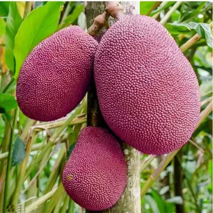 Thai Pink All Season Jackfruit Panasa Varikka Katahal Chakka Grafted Fruit Plant