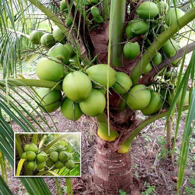 D X T Green Coconut Nariyal Hybrid Dwarf Fruit Plant