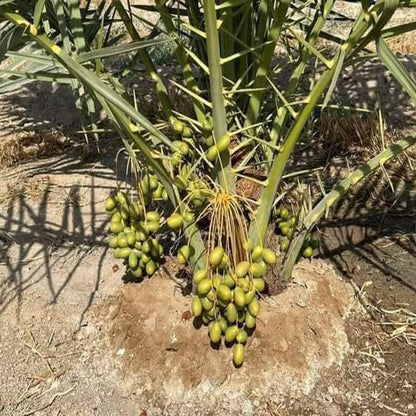 Deglet Noor Dates Palm Arabian Khurma Khajoor Dwarf Fruit Plant (1.5-3 Feet Height)