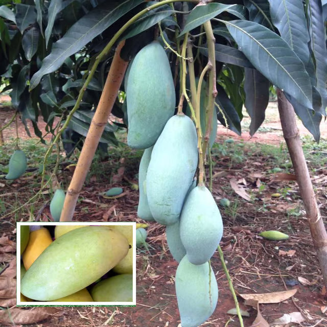 Thai Kujai Qjai Mango Aam Grafted Fruit Plant (1.5-3 Feet Height)