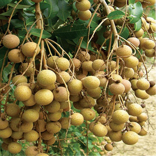 Kohala Hawaii Dragon Eye Longan Grafted Fruit Plant (1-2 Feet Height)