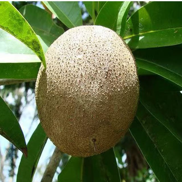 Jambo Chikoo Sapota Grafted Fruit Plant