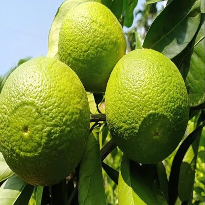 Bangladesh Bari 1 Malta Mosambi Grafted Fruit Plant