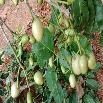 White Jamun Jambolan Jam Grafted Fruit Plant
