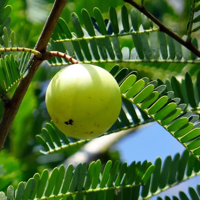 Sweet Banaras Amla Gooseberries Amloki Grafted Fruit Plant