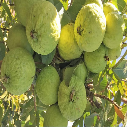 Super Kiran Thai 5 Guava Amrood Layering/Grafted Fruit Plant