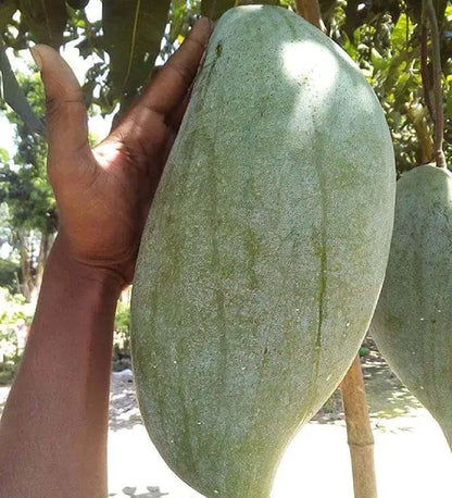 Brunei King Mango Aam Grafted Fruit Plant (1.5-3 Feet Height)