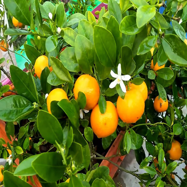 Nimbu Cot Sour All Time Lemon Nimbu Layering/Grafted Fruit Plant