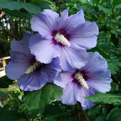 Purple Colour Hibiscus Joba Gudhal Flower Plant (1-2 Feet Height)