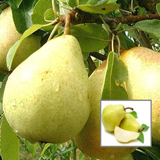 Babugosha Pear Pyrus Communis Nashpati Layering/Grafted Fruit Plant