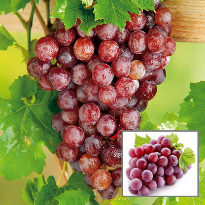 Red Flame Seedless Grapes Angoor Layering/Grafted Fruit Plant