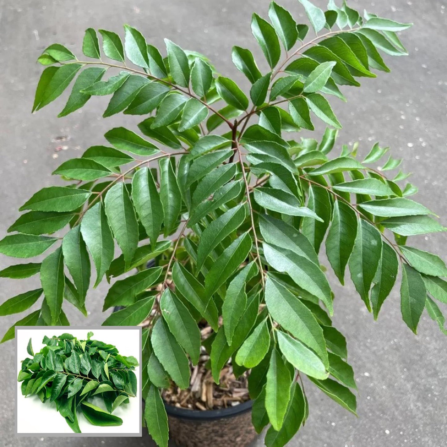Curry Leaves Kadi Patta Murraya koenigii Meetha Neem Plant (1-2 Feet Height)