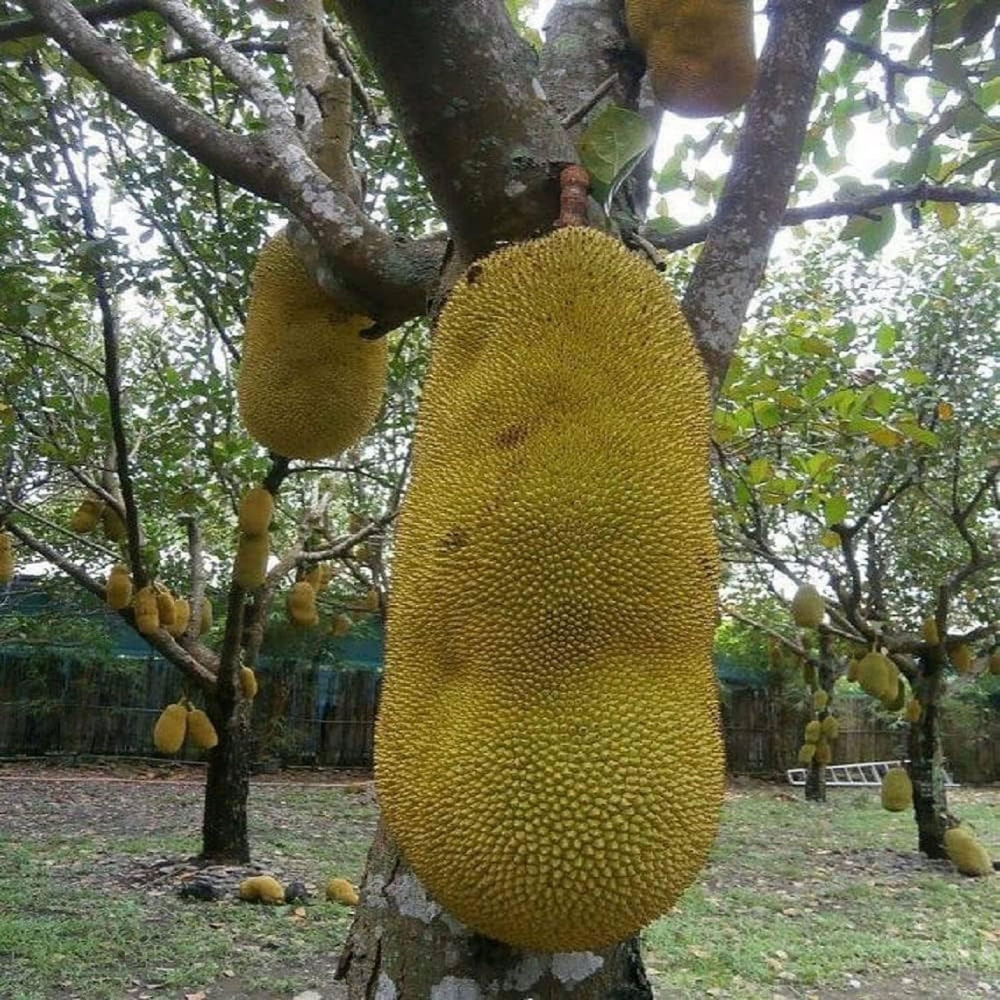 Giant Big Size Jackfruit Panasa Varikka Katahal Chakka Grafted Fruit Plant (1.5-3 Feet Height)