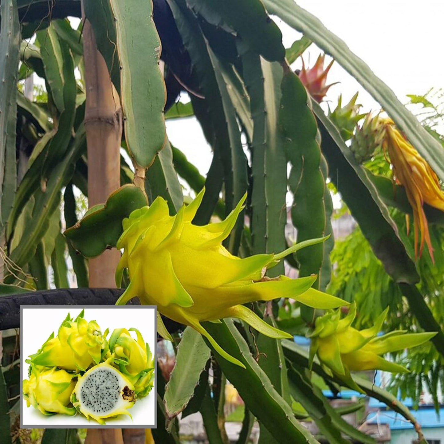 Combo White,Pink & Yellow Colombiana Dragon Fruit Cutting/Grafted Fruit Plant(Pack of 3)