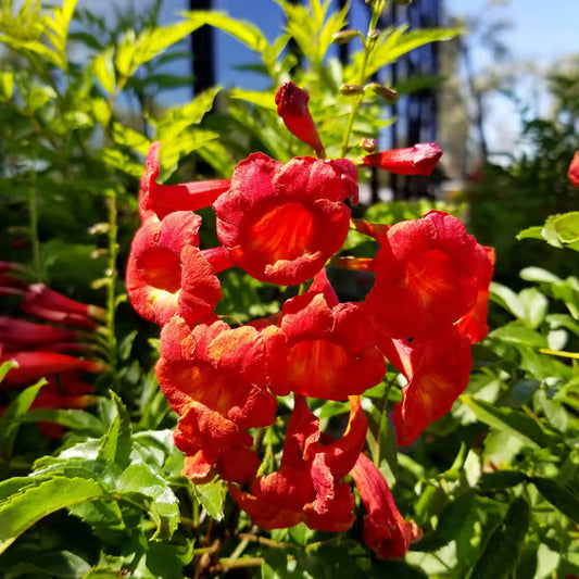 Red Colour Tecoma Climbers Flower Plant (1-2 Feet Height)