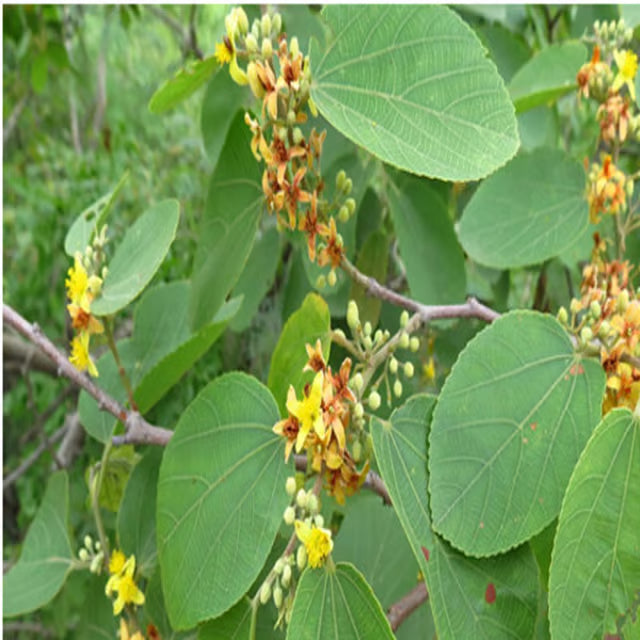 Phalsa Falsa Berry Layering/Grafted Fruit Plant