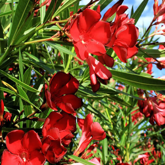 Red Colour Oleander Kaner Korobi Flower Plant (1-2 Feet Height)