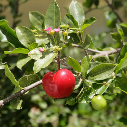 Barbados Apple Cherry Cherries Layering/Grafted Fruit Plant