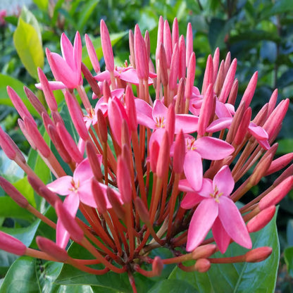 Pink Colour Ixora Rukmini Rangan Flower Shrubs Plant (1.5-3 Feet Height)
