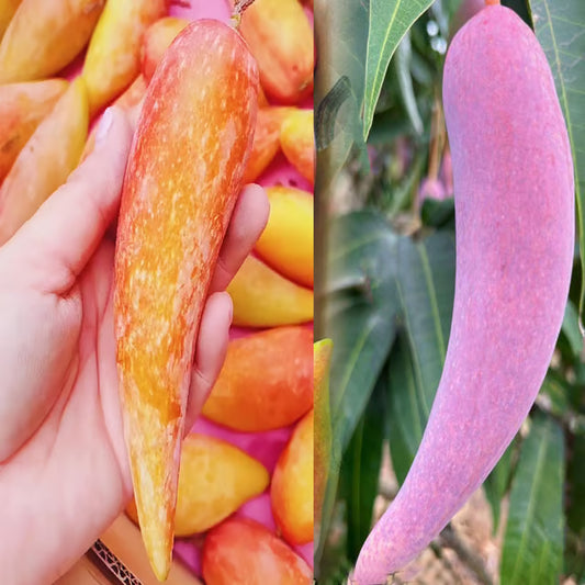 Chili Lajiao Mango Aam Grafted Fruit Plant
