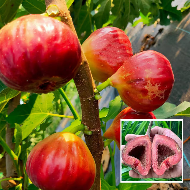 Red Israel Khurtmani Fig Anjeer Layering/Grafted Fruit Plant