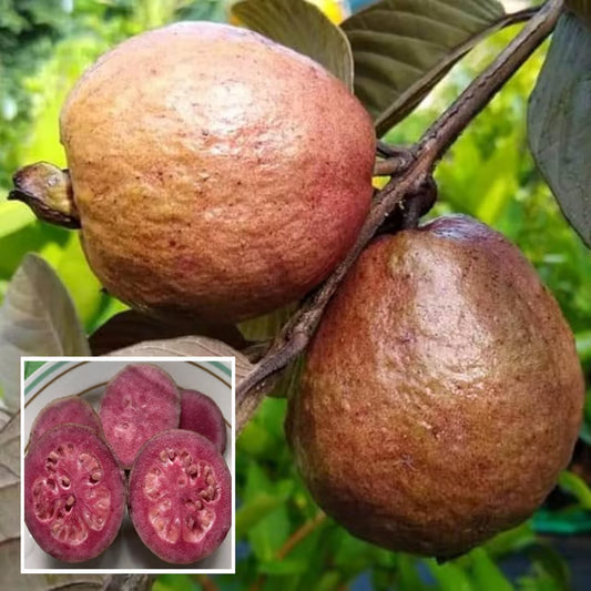Red Malaysian Guava Amrood Layering/Grafted Fruit Plant (1.5-3 Feet Height)