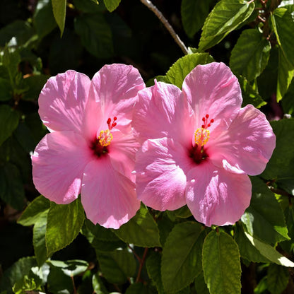 Pink Colour Hibiscus Joba Gudhal Flower Plant (1-2 Feet Height)