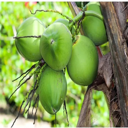 D X T Green Coconut Nariyal Hybrid Dwarf Fruit Plant