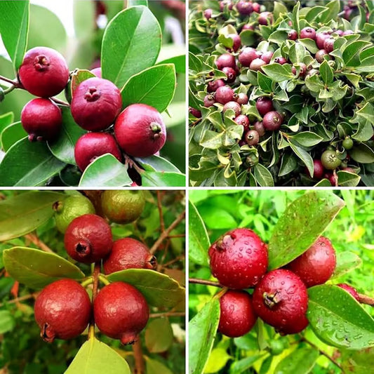 Red Strawberry Guava Amrood Layering/Grafted Fruit Plant (1.5-3 Feet Height)
