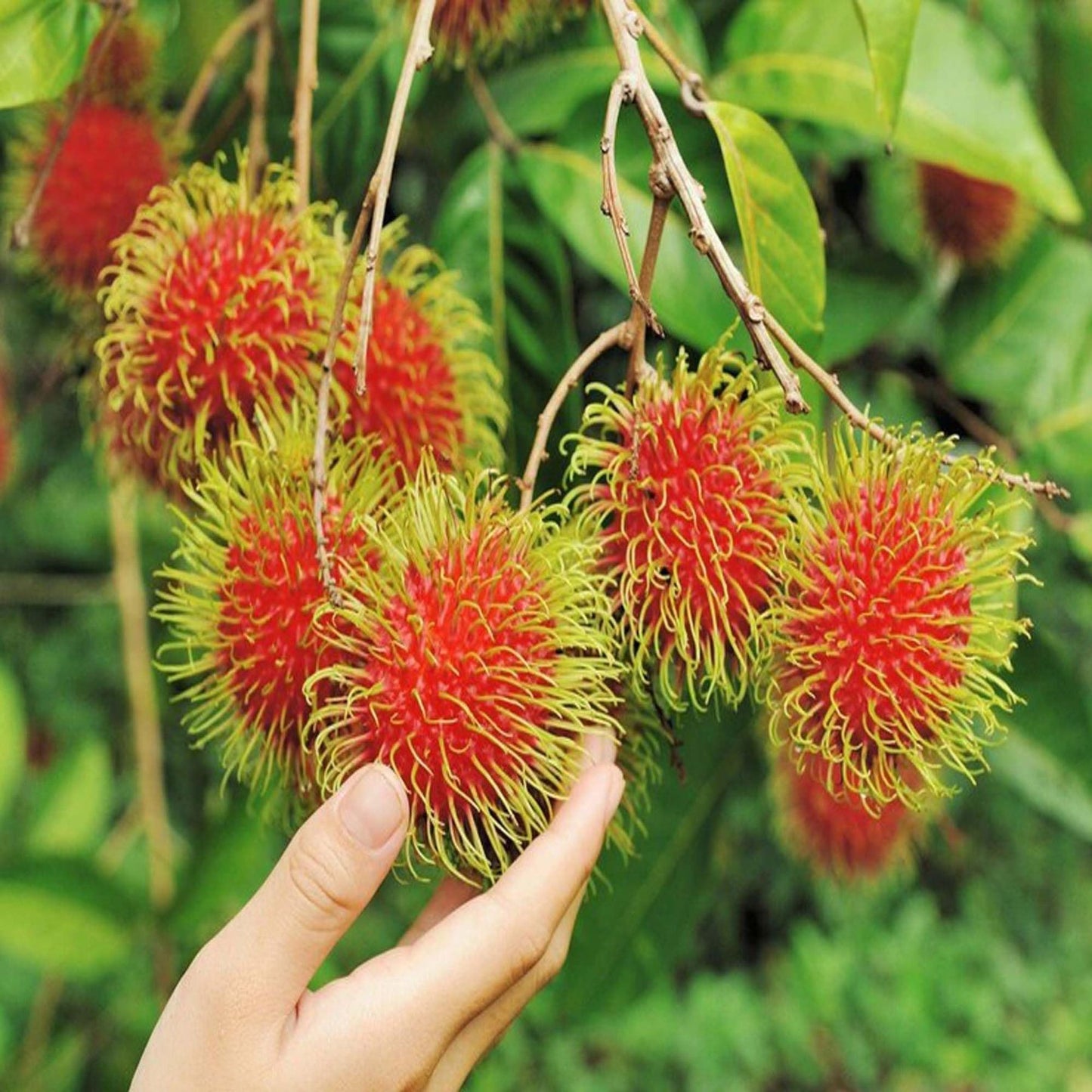 KG10 Rambutan Grafted Fruit Plant (2-3 Feet Height)