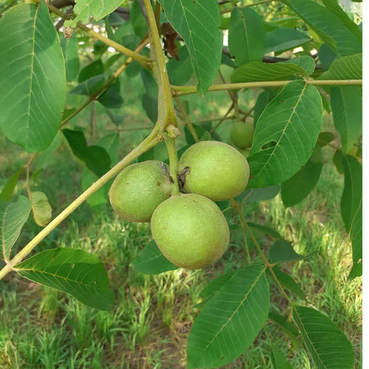 Walnuts Akhrot Grafted Fruit Plant (2-3 Feet Height)