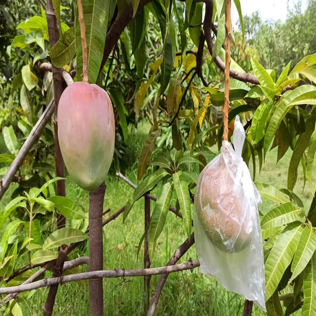 American Kent Mango Aam Grafted Fruit Plant (1.5-3 Feet Height)