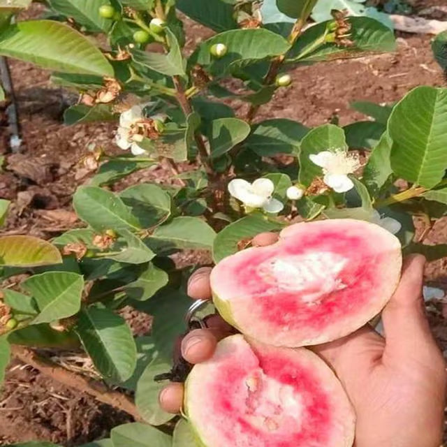 Red Dimond Amrood Variety Fruit Grafted Plant