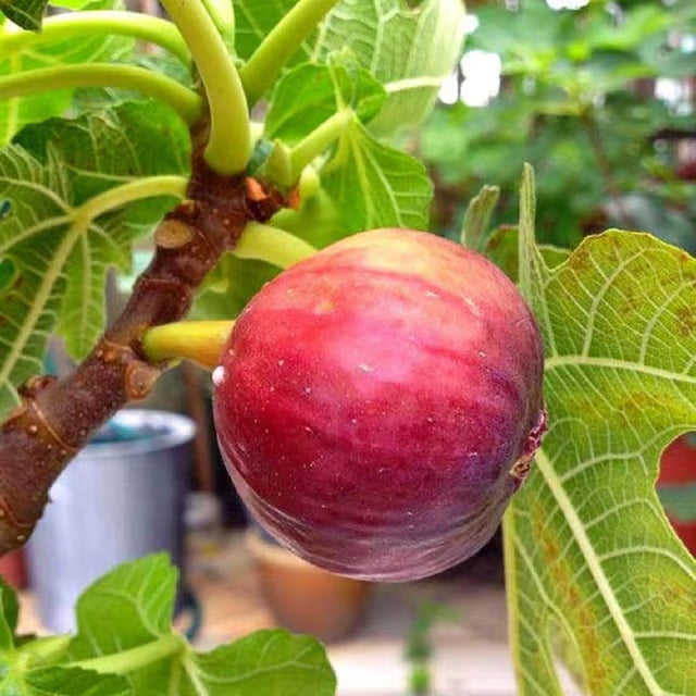 Red Israel Khurtmani Fig Anjeer Layering/Grafted Fruit Plant