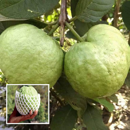 KG Big Size Guava Amrood Layering/Grafted Fruit Plant