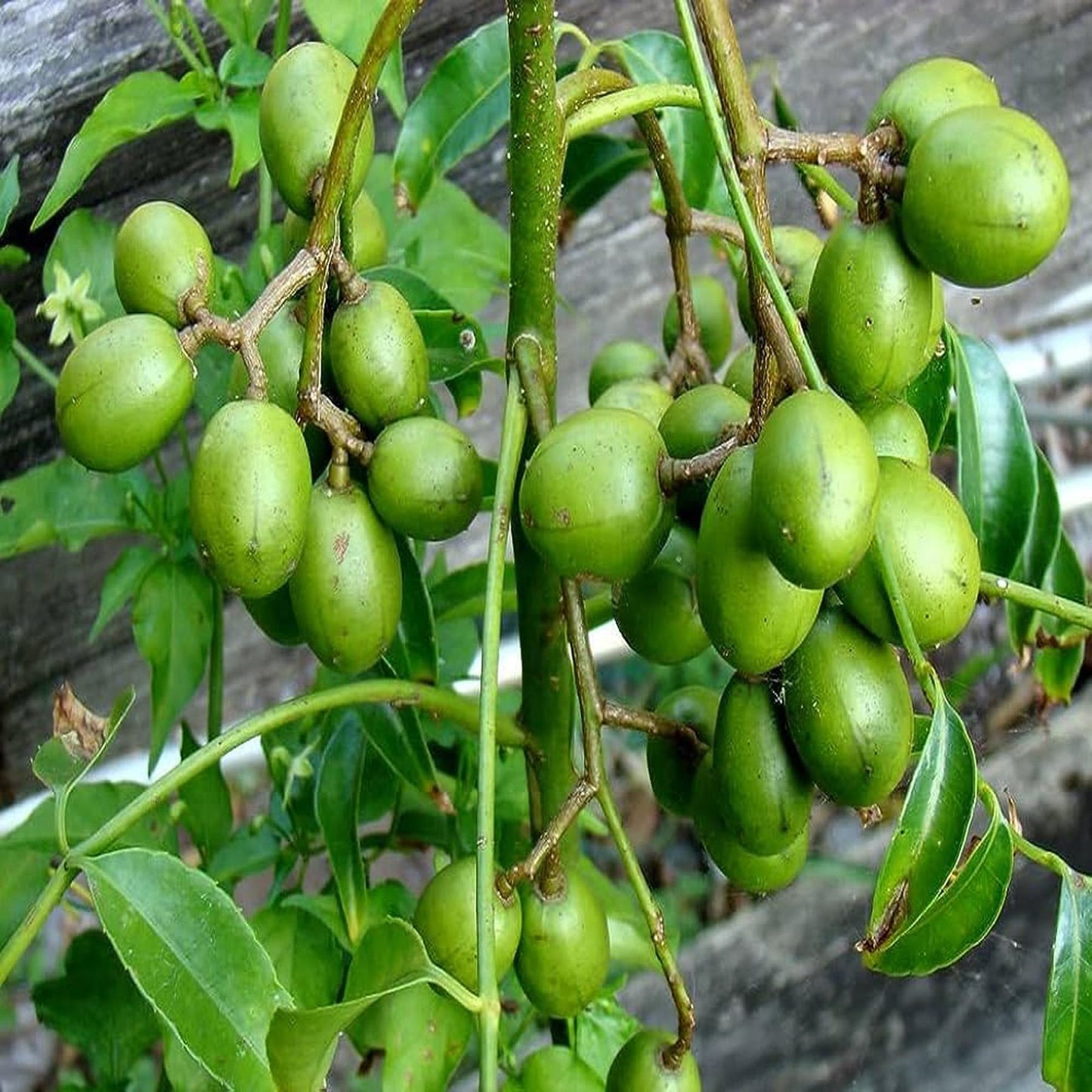 Hog Plum Bilati Amra Spondias Mombin All Time Grafted Fruit Plant