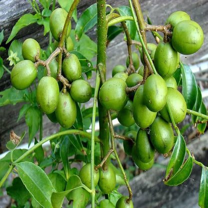 Hog Plum Bilati Amra Spondias Mombin All Time Grafted Fruit Plant
