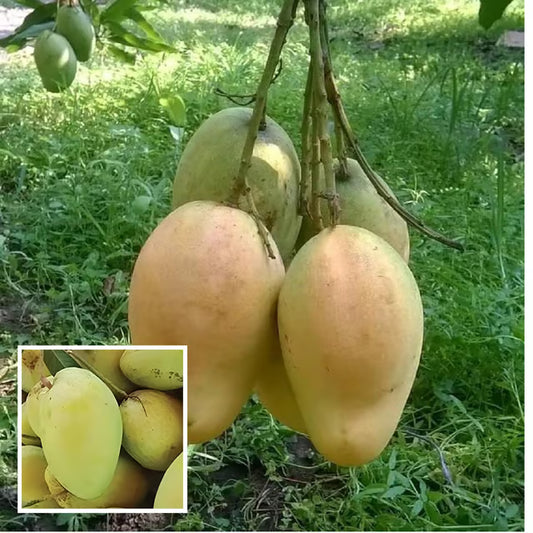 Bangladeshi Bari 11 All Time Mango Aam Grafted Fruit Plant
