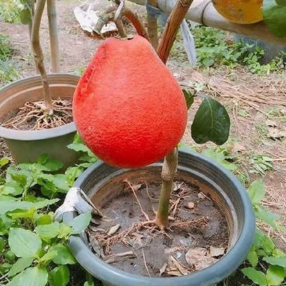 Red Pomelo Grapefruit Jambura Gaint Chakotra Batabi Lebu kambili Naranga Grafted Fruit Plant