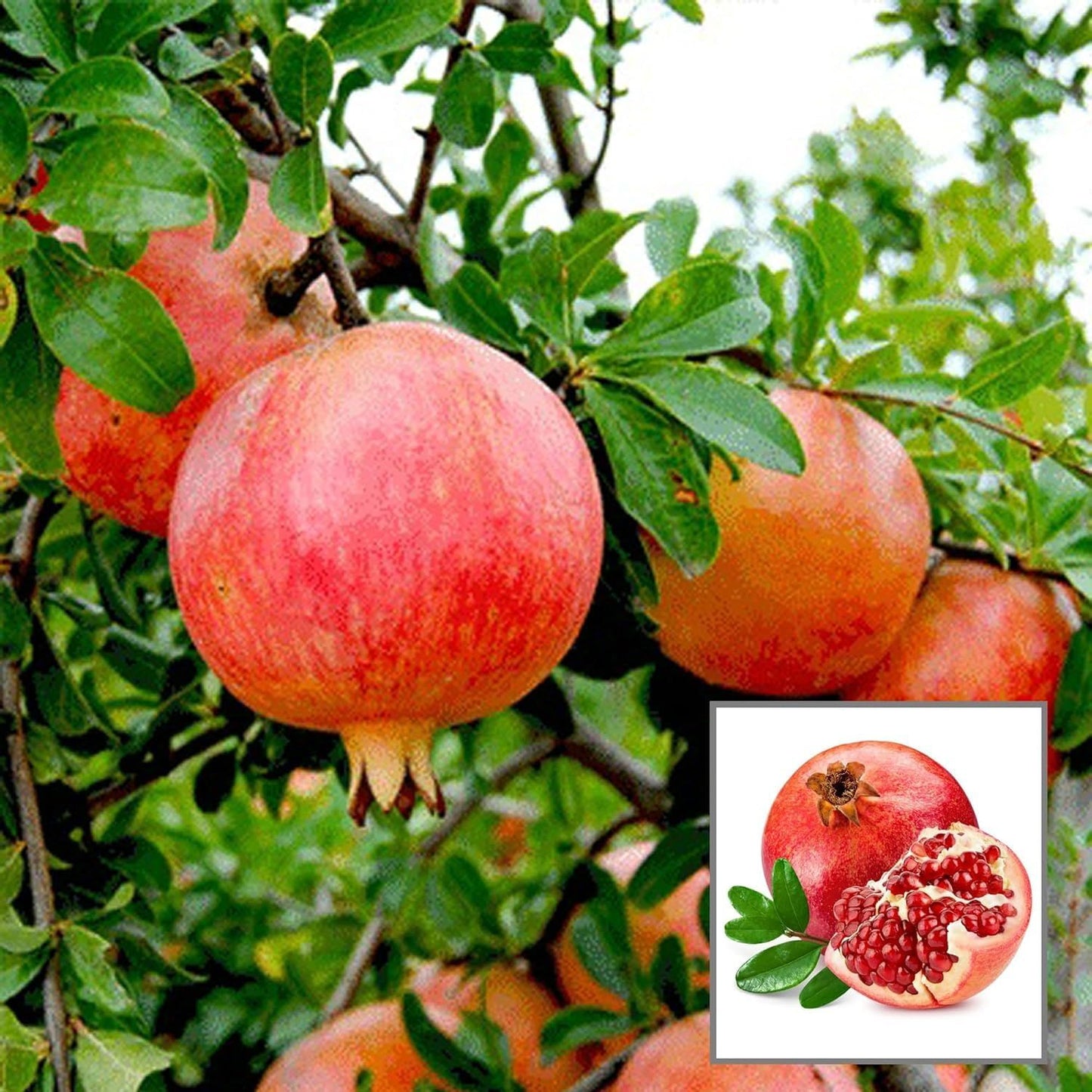 Anar Ganesh Pomegranate Layering/Grafted Fruit Plant