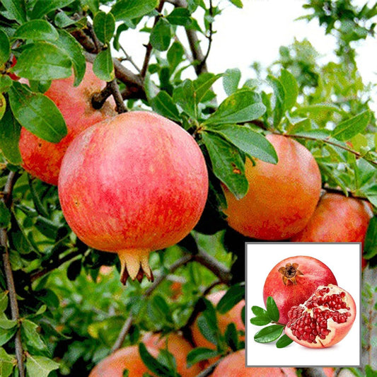 Anar Ganesh Pomegranate Layering/Grafted Fruit Plant (1.5-3 Feet Height)