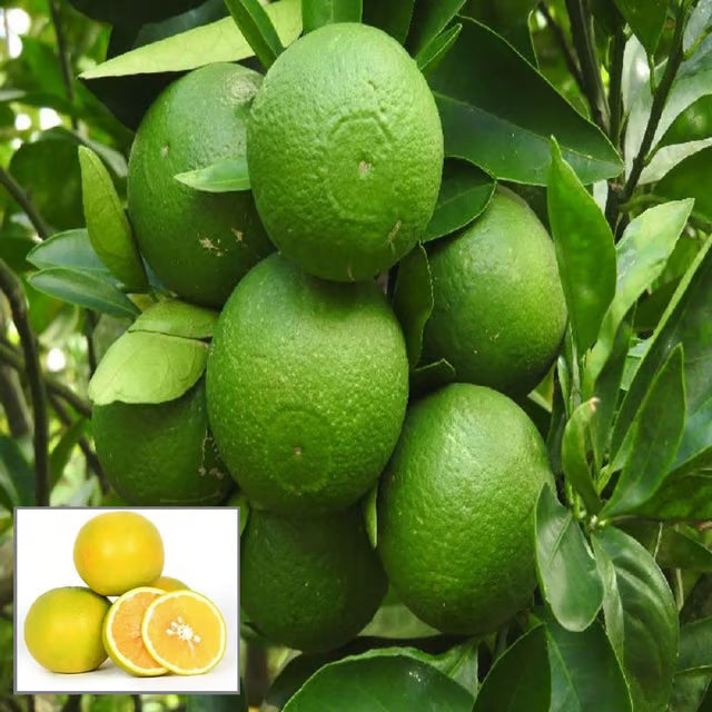 Bangladesh Bari 1 Malta Mosambi Grafted Fruit Plant
