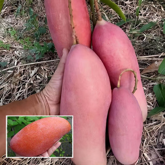 Thai King of Chakapat Mango Aam Grafted Fruit Plant (1.5-3 Feet Height)