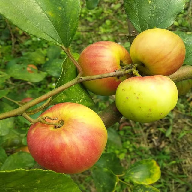 Seedless Apple Ber Jujube Kul Grafted Fruit Plant