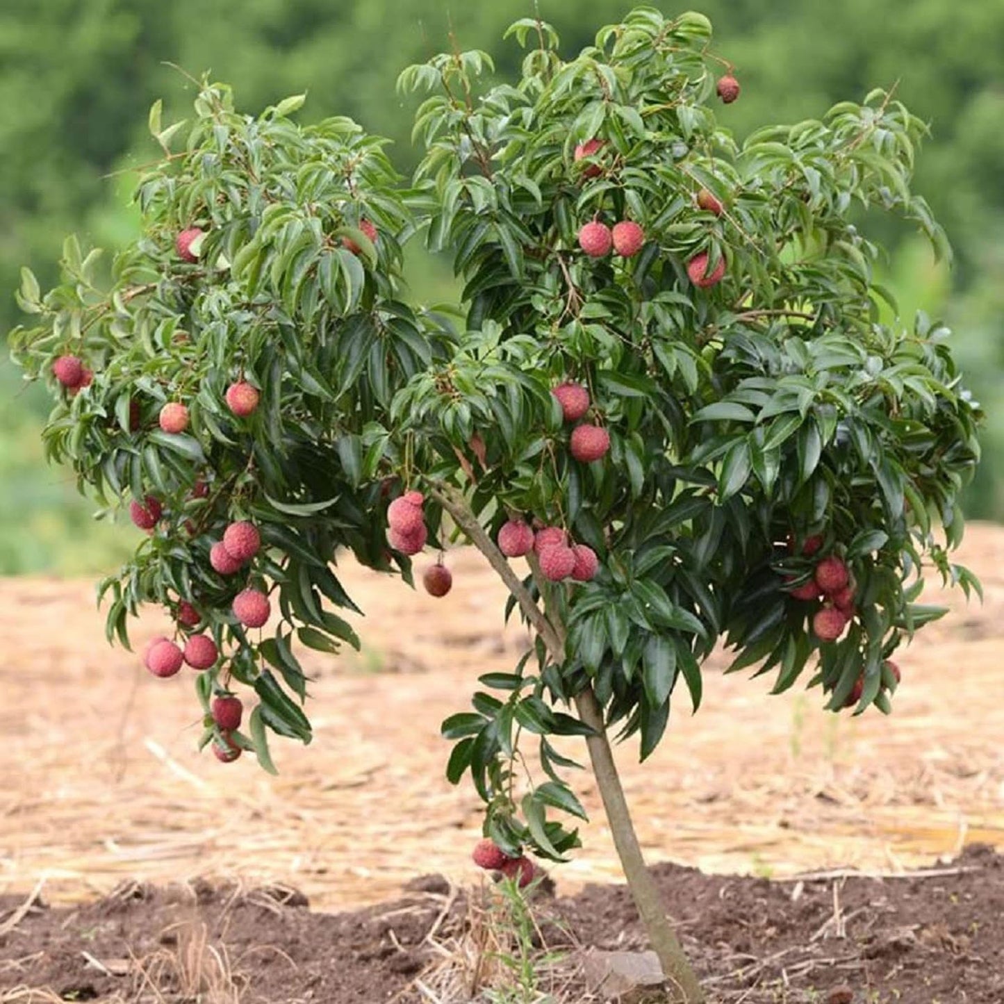 China 3 Litchi Lychee Layering/Grafted Fruit Plant